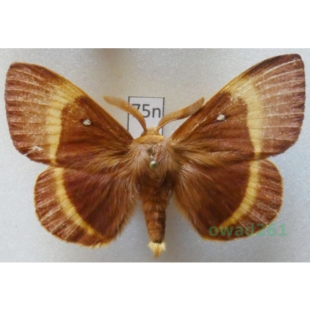 Lasiocampa quercus (Linnaeus, 1758) male Czech75n